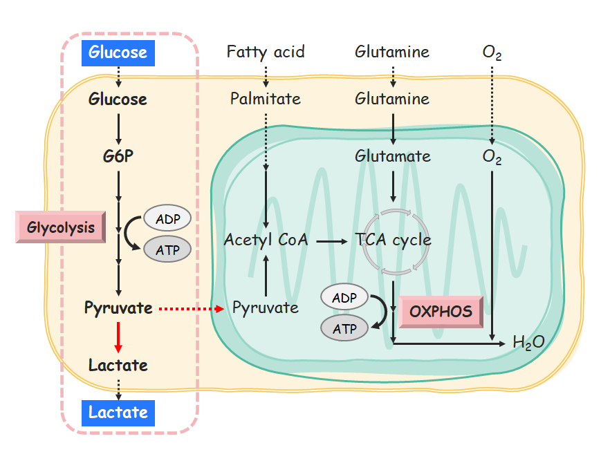 Valutazione delle concentrazioni di glucosio