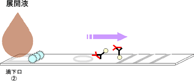 展開液の反応カセットへの滴下