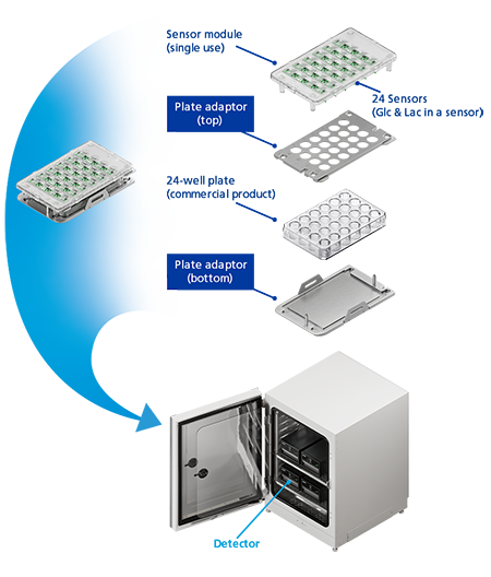Real-Time Cell Metabolism Measurement